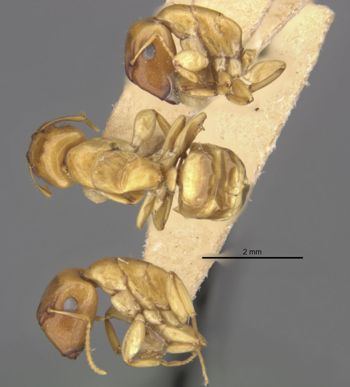 Media type: image;   Entomology 21565 Aspect: habitus lateral view